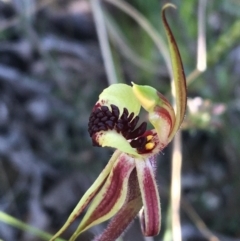 Caladenia actensis (Canberra Spider Orchid) at Mount Majura - 19 Sep 2021 by Ned_Johnston