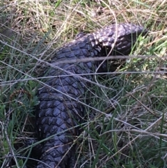 Tiliqua rugosa (Shingleback Lizard) at Mount Majura - 19 Sep 2021 by Ned_Johnston