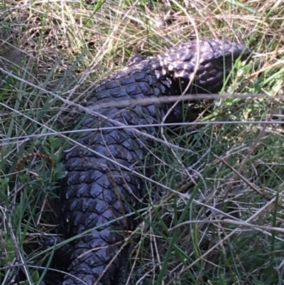 Tiliqua rugosa (Shingleback Lizard) at Mount Majura - 19 Sep 2021 by Ned_Johnston