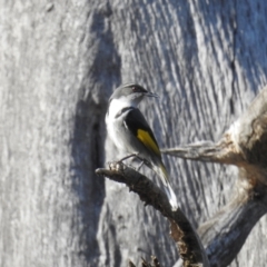 Phylidonyris pyrrhopterus (Crescent Honeyeater) at Stromlo, ACT - 19 Sep 2021 by HelenCross