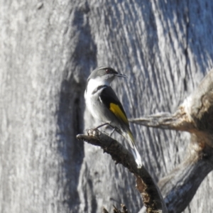 Phylidonyris pyrrhopterus at Stromlo, ACT - 19 Sep 2021