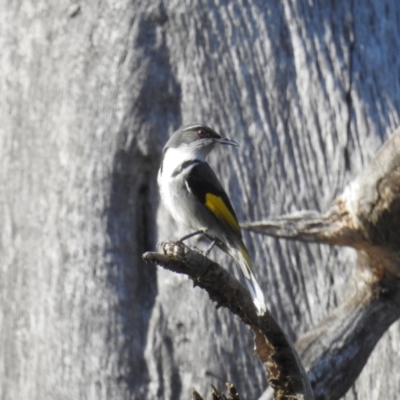 Phylidonyris pyrrhopterus (Crescent Honeyeater) at Stromlo, ACT - 18 Sep 2021 by HelenCross