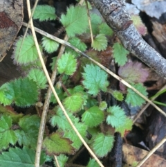 Rubus fruticosus species aggregate (Blackberry) at Acton, ACT - 18 Sep 2021 by NedJohnston