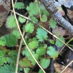 Rubus sp. (Blackberry) at Acton, ACT - 18 Sep 2021 by Ned_Johnston