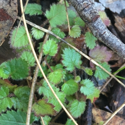 Rubus fruticosus species aggregate (Blackberry) at Acton, ACT - 18 Sep 2021 by NedJohnston