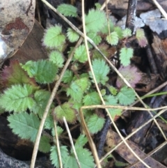 Rubus sp. at Acton, ACT - 18 Sep 2021