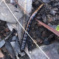 Paradoxosomatidae sp. (family) (Millipede) at Acton, ACT - 18 Sep 2021 by NedJohnston