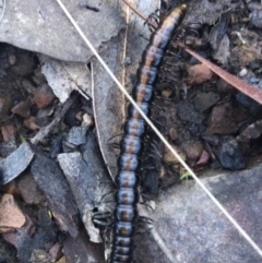 Paradoxosomatidae sp. (family) at Acton, ACT - 18 Sep 2021