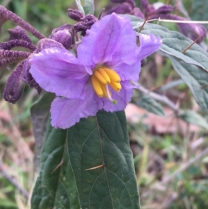 Solanum brownii at Acton, ACT - 18 Sep 2021