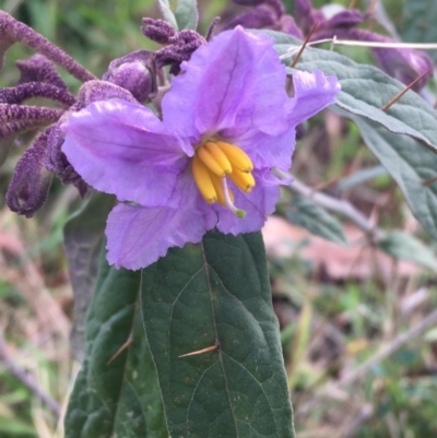 Solanum brownii (Violet Nightshade) at Acton, ACT - 18 Sep 2021 by Ned_Johnston