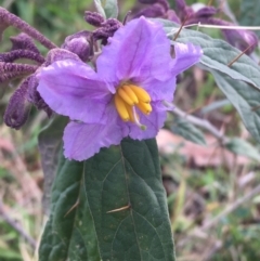 Solanum brownii (Violet Nightshade) at ANBG South Annex - 18 Sep 2021 by Ned_Johnston