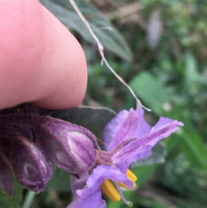 Solanum brownii at Acton, ACT - 18 Sep 2021