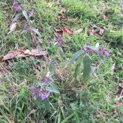 Solanum brownii at Acton, ACT - 18 Sep 2021