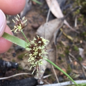 Luzula meridionalis at Acton, ACT - 18 Sep 2021 02:30 PM