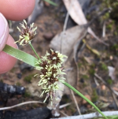 Luzula meridionalis (Common Woodrush) at ANBG South Annex - 18 Sep 2021 by Ned_Johnston