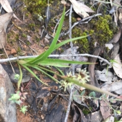 Luzula meridionalis at Acton, ACT - 18 Sep 2021 02:30 PM