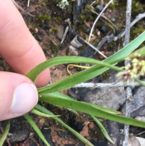 Luzula meridionalis at Acton, ACT - 18 Sep 2021 02:30 PM