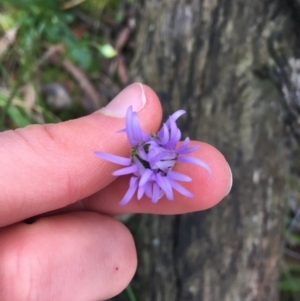 Brachyscome spathulata at Acton, ACT - 18 Sep 2021