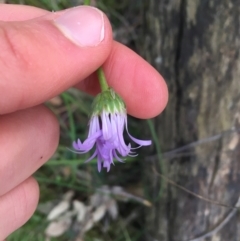 Brachyscome spathulata at Acton, ACT - 18 Sep 2021