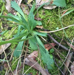 Brachyscome spathulata at Acton, ACT - 18 Sep 2021