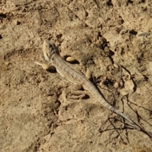 Pogona barbata at Wright, ACT - suppressed