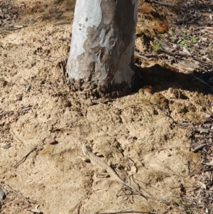 Pogona barbata at Wright, ACT - suppressed