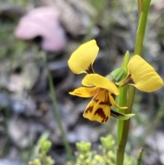 Diuris nigromontana (Black Mountain Leopard Orchid) at Black Mountain - 19 Sep 2021 by AnneG1