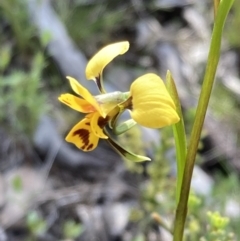 Diuris nigromontana at Downer, ACT - suppressed