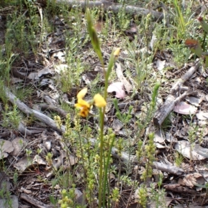 Diuris nigromontana at Downer, ACT - suppressed