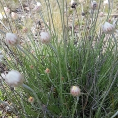 Leucochrysum albicans subsp. tricolor (Hoary Sunray) at Tuggeranong Hill - 18 Sep 2021 by VeraKurz