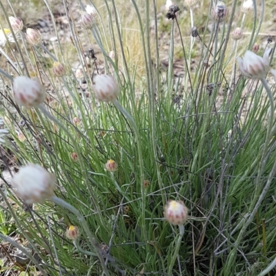 Leucochrysum albicans subsp. tricolor (Hoary Sunray) at Theodore, ACT - 19 Sep 2021 by VeraKurz
