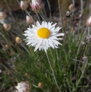 Leucochrysum albicans subsp. tricolor at Theodore, ACT - 19 Sep 2021