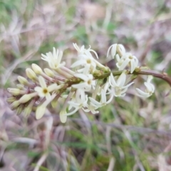 Stackhousia monogyna (Creamy Candles) at Kama - 19 Sep 2021 by byomonkey