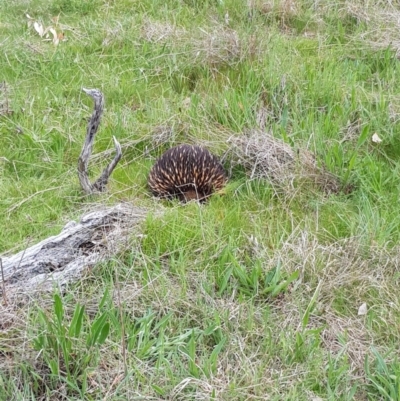 Tachyglossus aculeatus (Short-beaked Echidna) at Molonglo River Reserve - 19 Sep 2021 by byomonkey
