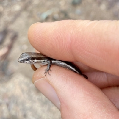 Morethia boulengeri (Boulenger's Skink) at Bruce Ridge - 18 Sep 2021 by AndrewCB