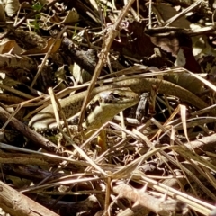 Eulamprus heatwolei (Yellow-bellied Water Skink) at Acton, ACT - 11 Sep 2021 by AndrewCB