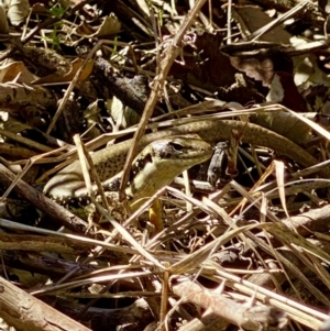 Eulamprus heatwolei at Acton, ACT - 11 Sep 2021