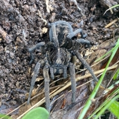 Tasmanicosa sp. (genus) (Unidentified Tasmanicosa wolf spider) at Bruce Ridge - 18 Sep 2021 by AndrewCB