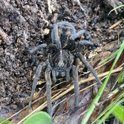 Tasmanicosa sp. (genus) (Unidentified Tasmanicosa wolf spider) at Bruce Ridge - 18 Sep 2021 by AndrewCB