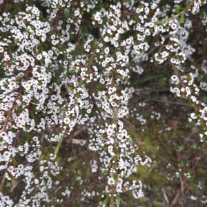 Thryptomene ericaea at suppressed - 28 Aug 2021