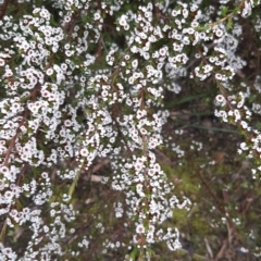Unidentified Other Wildflower or Herb (TBC) at suppressed - 28 Aug 2021 by laura.williams