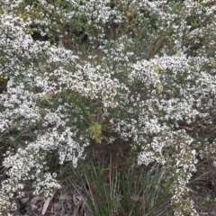 Thryptomene ericaea at suppressed - 28 Aug 2021