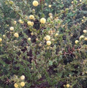 Acacia paradoxa at Ballast Head, SA - 28 Aug 2021