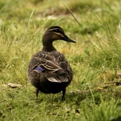 Anas superciliosa (Pacific Black Duck) at Springdale Heights, NSW - 19 Sep 2021 by PaulF