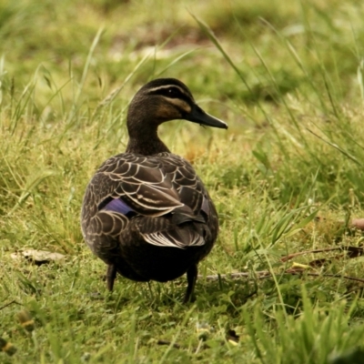 Anas superciliosa (Pacific Black Duck) at Springdale Heights, NSW - 19 Sep 2021 by PaulF