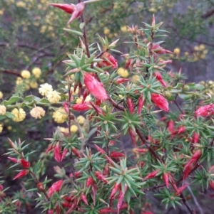 Unidentified Other Wildflower or Herb (TBC) at suppressed by laura.williams