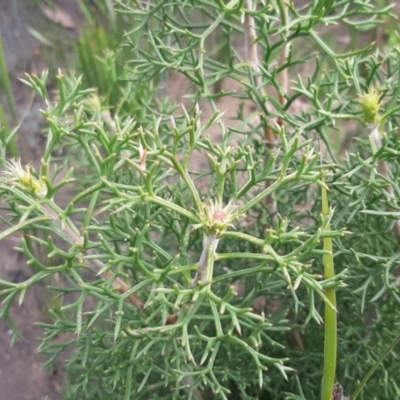 Petrophile multisecta (Kangaroo Island Conesticks) at Flinders Chase National Park - 29 Aug 2021 by laura.williams