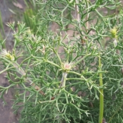 Unidentified Other Wildflower or Herb (TBC) at - 29 Aug 2021 by laura.williams