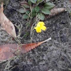 Goodenia sp. (TBC) at Gosse, SA - 29 Aug 2021 by laura.williams