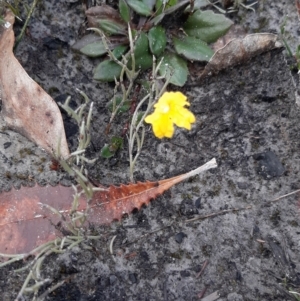 Goodenia sp. (TBC) at suppressed by laura.williams